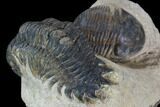 Crotalocephalina & Paralejurus Trilobite Association #88869-3